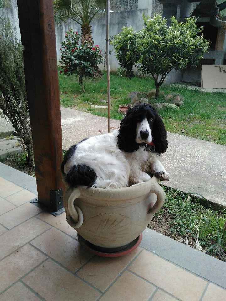 Cani al matrimonio - 1