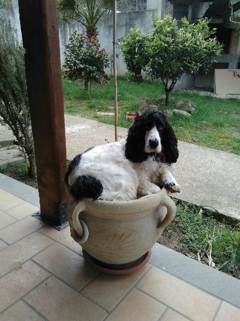 Cani al matrimonio - 1