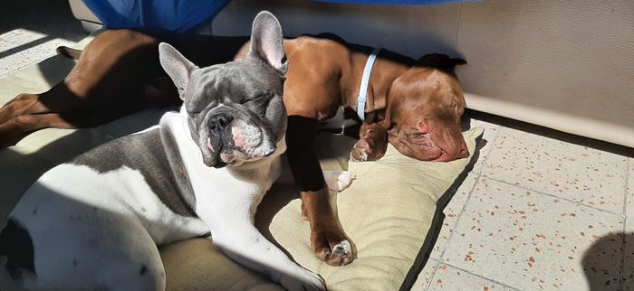 4 zampe al matrimonio! - 1