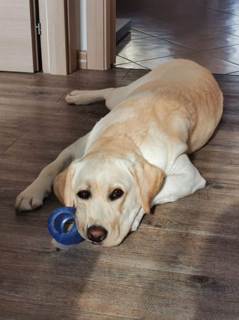 4 zampe al matrimonio! - 1