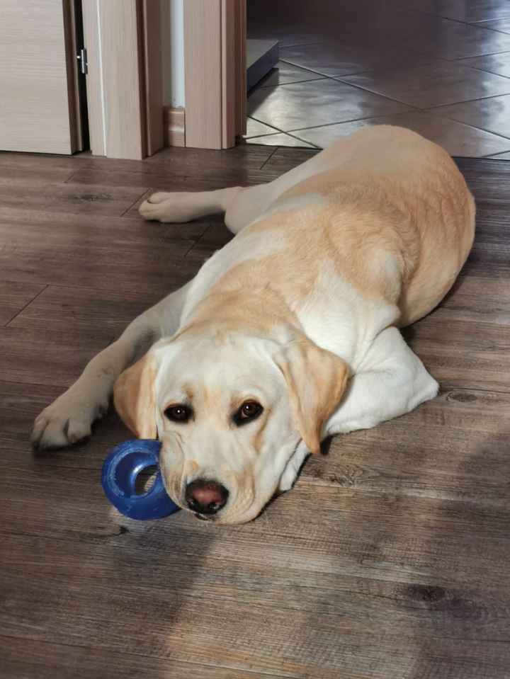 4 zampe al matrimonio! - 1