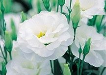 ...e anche i fiori scelti!!  - 1