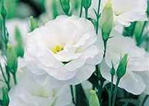 ...e anche i fiori scelti!!  - 1