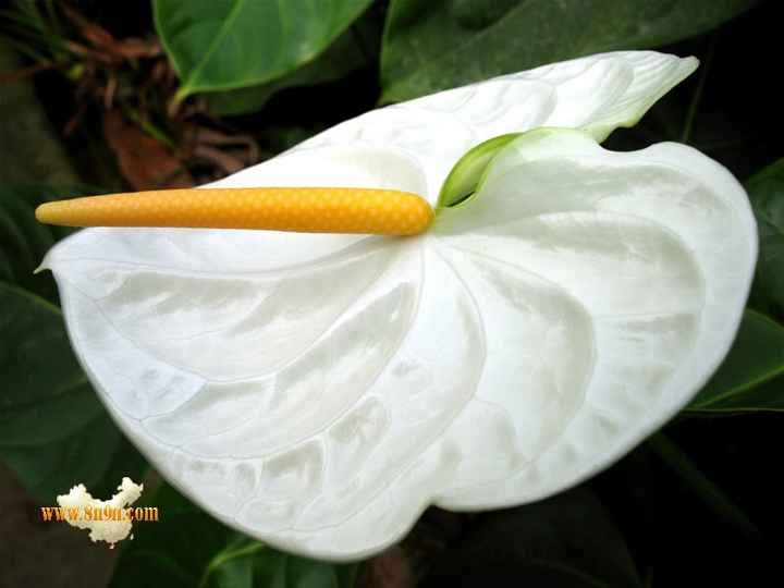 ...e anche i fiori scelti!!  - 2