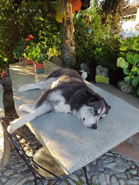 Il nostro amico a quattro zampe si chiama... 2