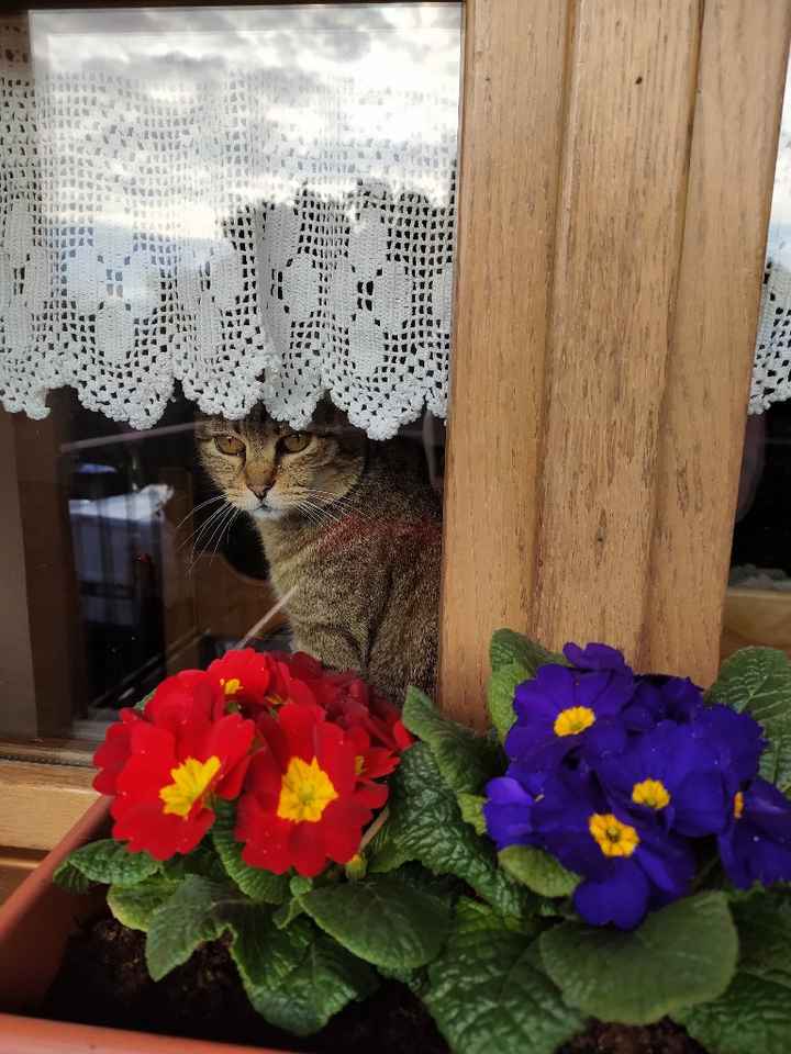 Il nostro amico a quattro zampe si chiama... - 1