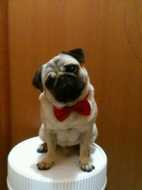 Too cute: i vostri amici animali - 1