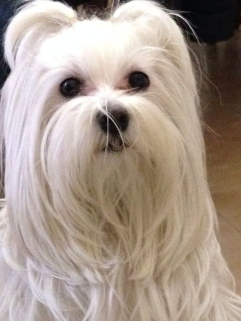 I nostri cuccioli - 1