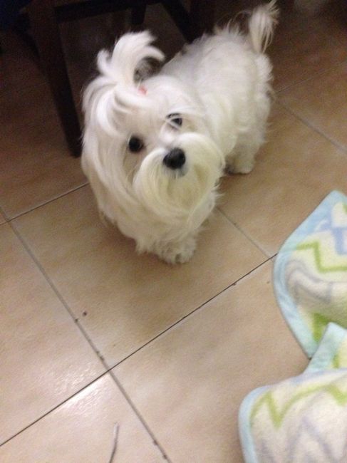 I nostri cuccioli - 2