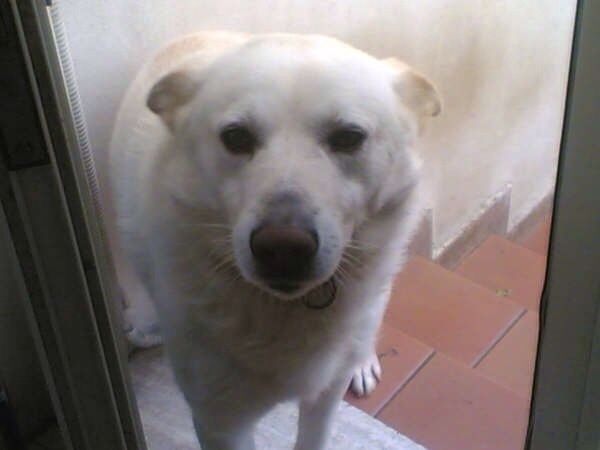 I nostri cuccioli - 3