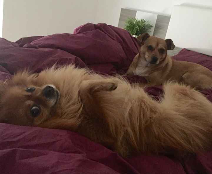 La cagnolina di famiglia - 1