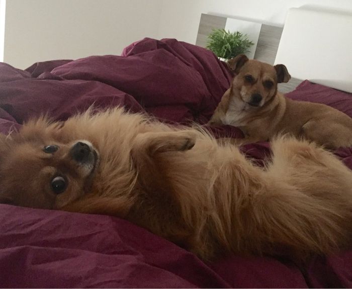 La cagnolina di famiglia - 1