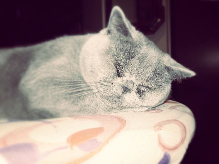 Too cute: i vostri amici animali - 2