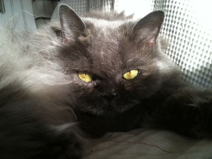 Too cute: i vostri amici animali - 3