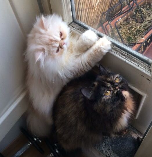 Oggi vi presento i nostri "mimmi" :) - 1