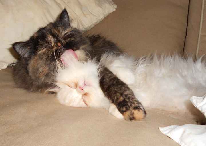 Too cute: i vostri amici animali - 1