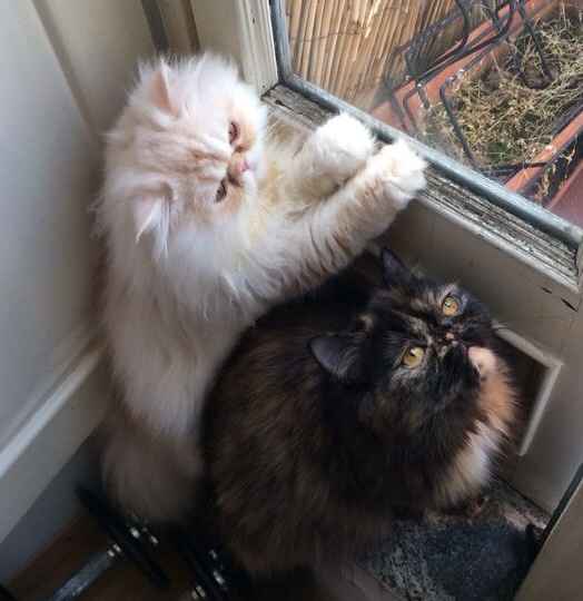 Oggi vi presento i nostri "mimmi" :) - 1