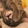 Federico