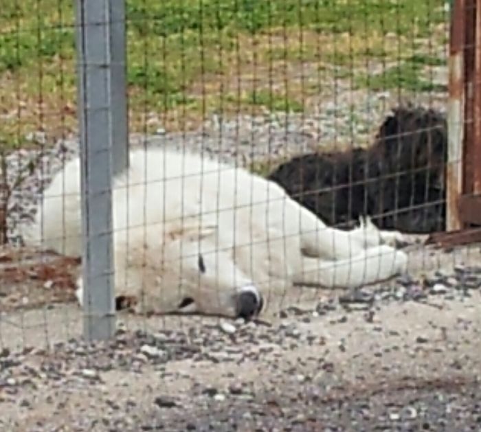 Le foto dei vostri animali - 4