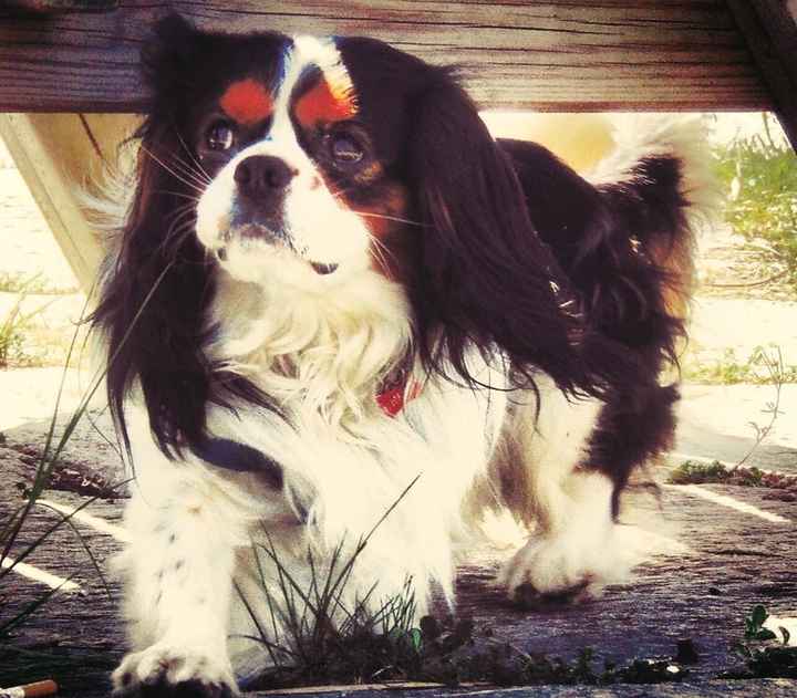 Too cute: i vostri amici animali - 1