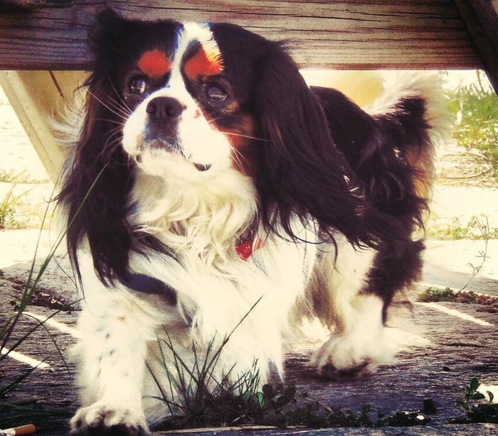 Too cute: i vostri amici animali - 1