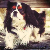 Too cute: i vostri amici animali - 1