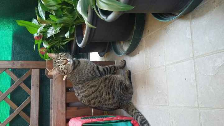 Amanti degli animali - 1