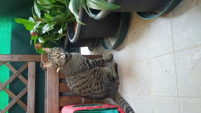 Amanti degli animali - 1