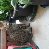 Amanti degli animali - 1