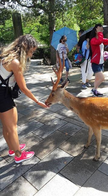 in giro per Nara