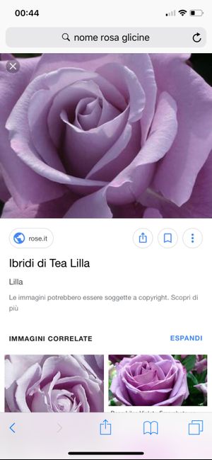 Nome della rosa glicine...help - 1