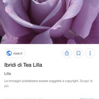 Nome della rosa glicine...help - 1