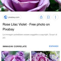 Nome della rosa glicine...help - 2