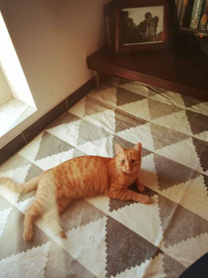  Vivere insieme ad...un animale domestico! - 1