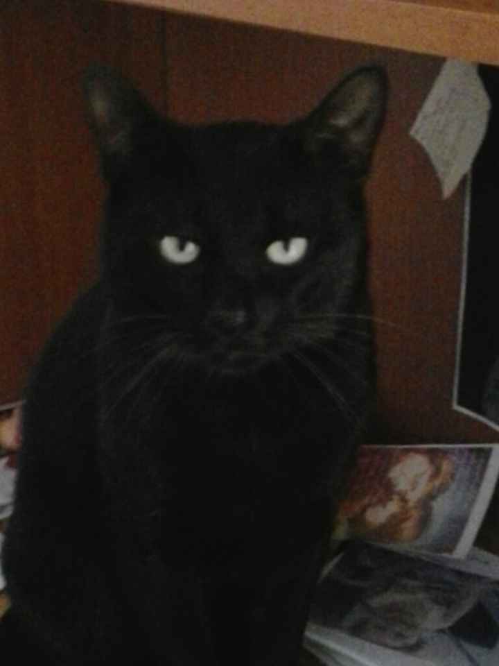 Too cute: i vostri amici animali - 1