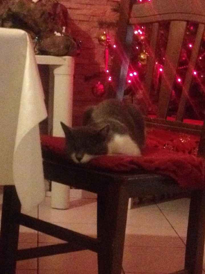 Prenderete un animale domestico? Quale? - 1