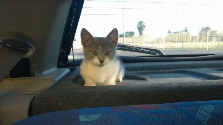 Prenderete un animale domestico? Quale? - 2