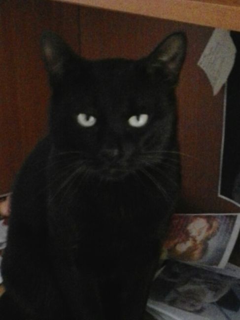 Too cute: i vostri amici animali - 1