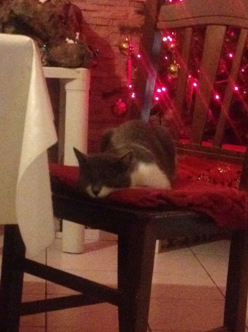 Prenderete un animale domestico? Quale? - 1