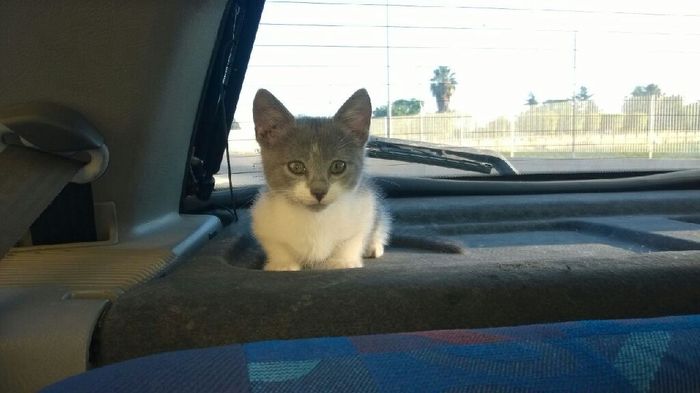 Prenderete un animale domestico? Quale? - 2