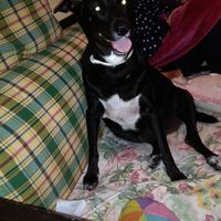 I nostri animali ♥️ - 1