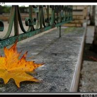 Tipo di foglia secca per bouquet