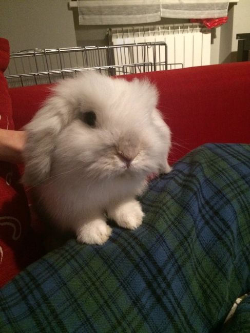 Animaletti pelosi. - 1