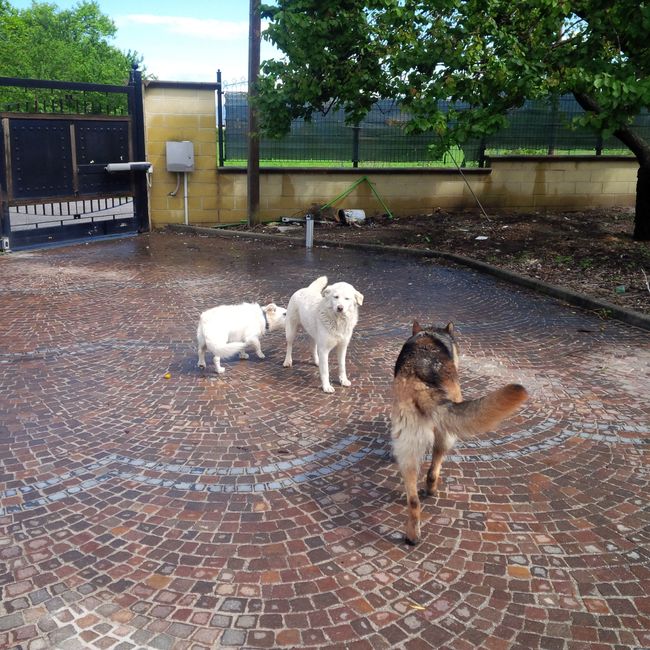 I nostri amici animali.. - 3