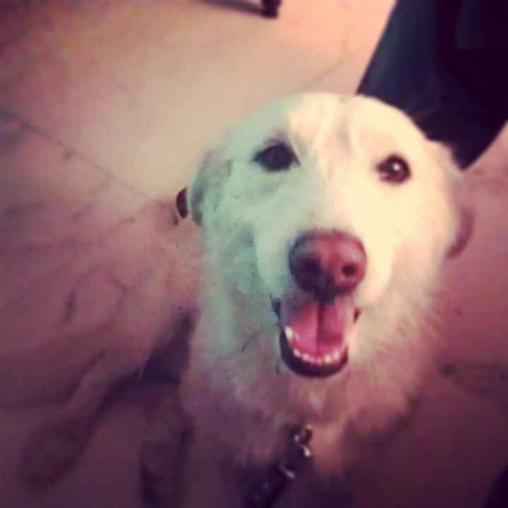 I nostri amici animali.. - 2