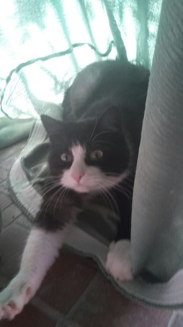 Amici pelosi🤗💙💜 - 3