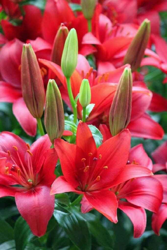 Fiori.. - 5