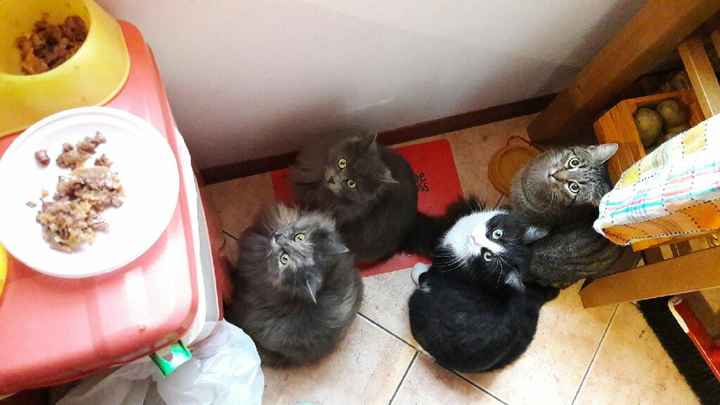 Foto con amici pelosi 😸🐶 - 1