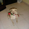 Alfio