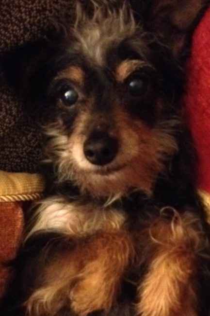 Too cute: i vostri amici animali - 1